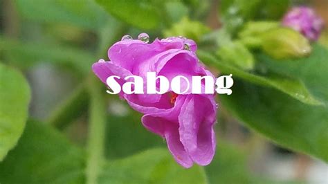 sab-ong in ilocano